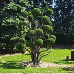 Arkadia OGRODY - Najlepsze Sadzenie Drzew Wieluń