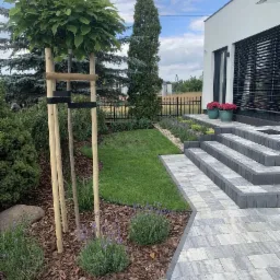 Nowo posadzone drzewo podparte drewnianą konstrukcją w nowoczesnym ogrodzie z kostką brukową i rabatami z korą oraz lawendą, na tle białego domu z żaluzjami.