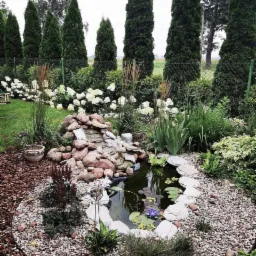 Oczko wodne z kaskadą z kamieni otoczone ozdobnymi kamykami i roślinami, w tle rząd wysokich, zielonych tuj i rabata z białymi hortensjami.