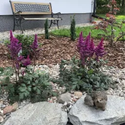 Kwitnące na fioletowo astilbe w ogrodzie z dekoracyjnymi figurkami jeży na kamieniu, w tle ławka i kora rozsypana na ziemi.