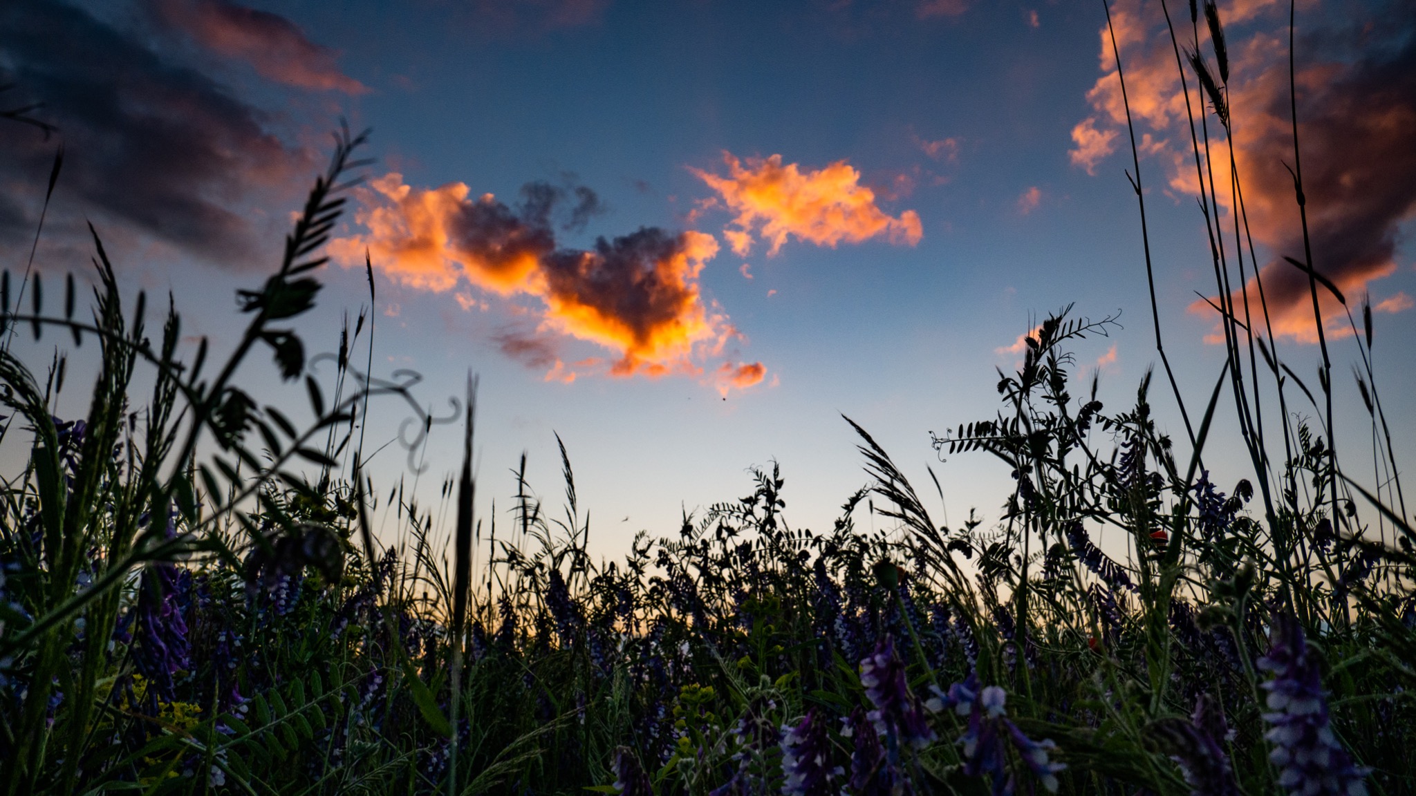 Silhouetted wildflowers and grasses against a twilight sky with orange-tinged clouds.