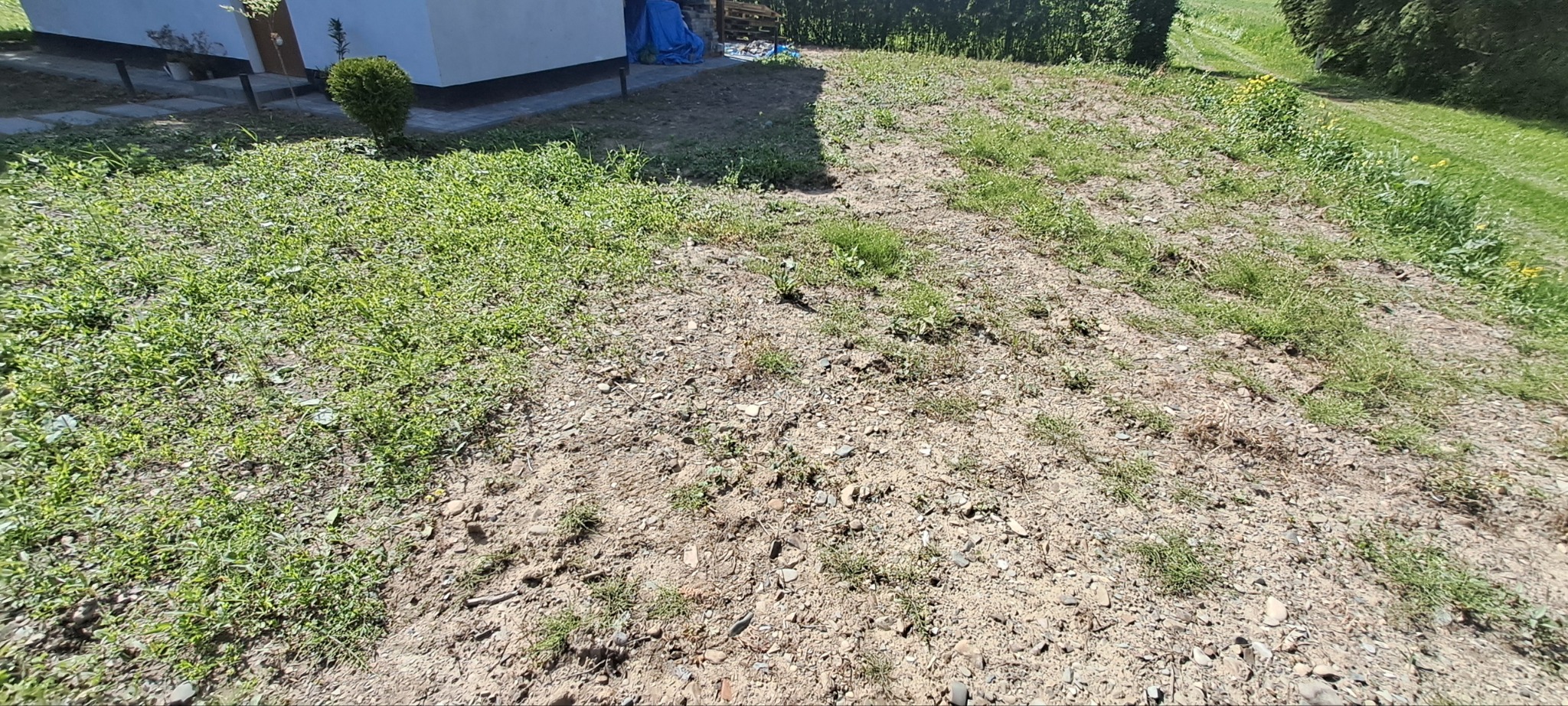 Przygotowany teren pod trawnik: ziemia z kamieniami, częściowo porośnięta trawą, obok budynek i tuje. Widok z góry, słoneczny dzień.