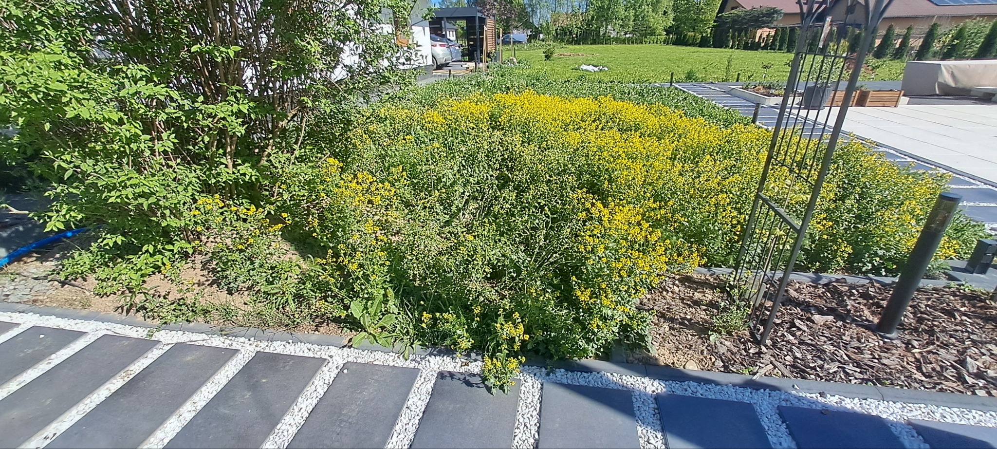 Zarośnięty fragment ogrodu z kwitnącymi na żółto chwastami, widoczne płyty chodnikowe i drzewo. Zaniedbany ogród przed pielęgnacją.