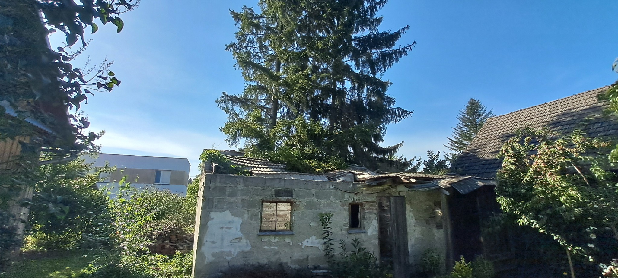 Zrujnowany, mały budynek z dziurawym dachem, porośnięty zielenią, z wysokim drzewem wyrastającym zza niego, na tle błękitnego nieba i innych budynków.