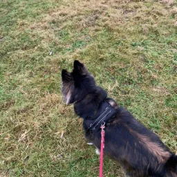 Czarny pies w szelkach i na czerwonej smyczy stoi na trawie i patrzy w dal