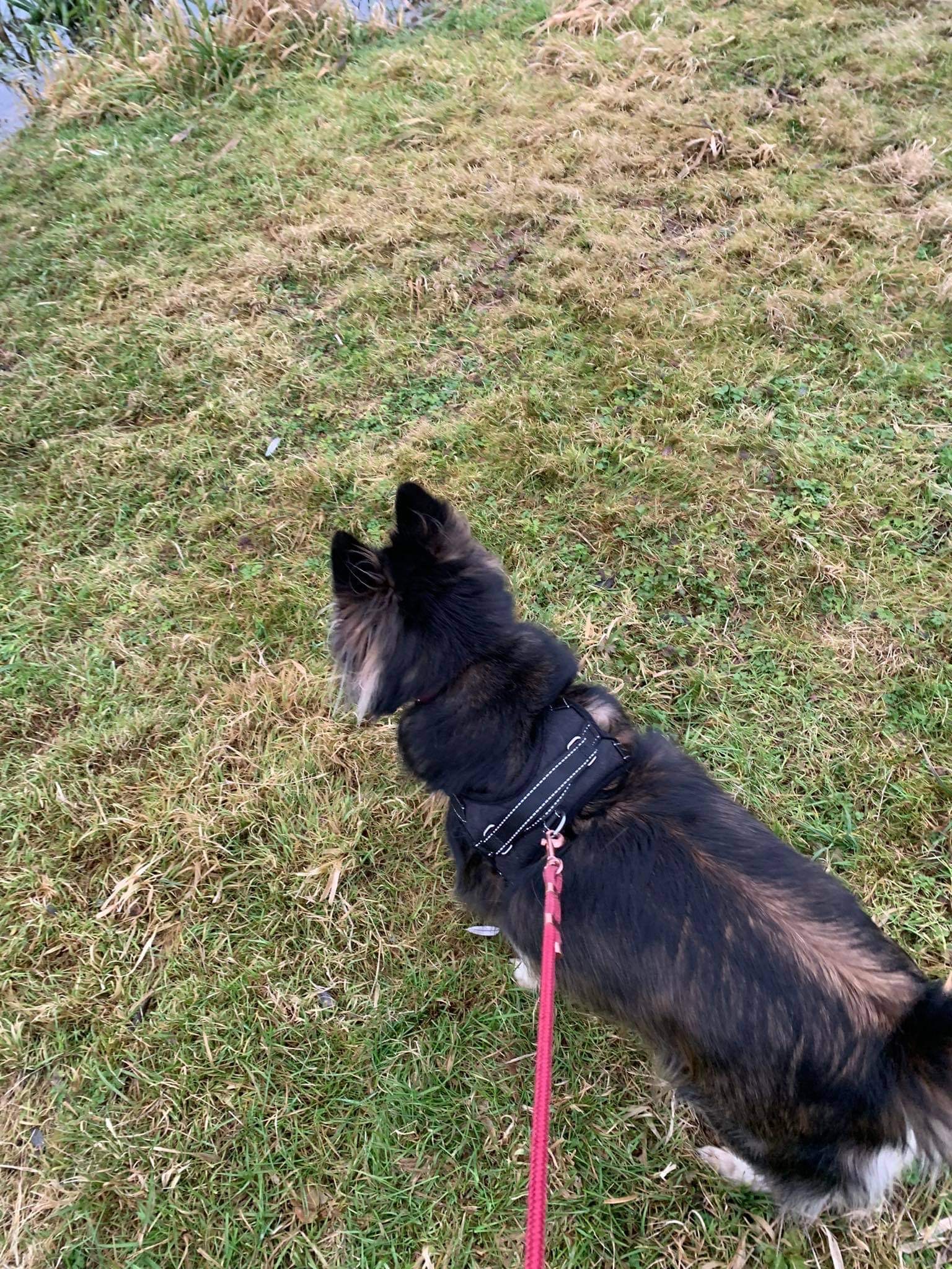 Czarny pies w szelkach i na czerwonej smyczy stoi na trawie i patrzy w dal