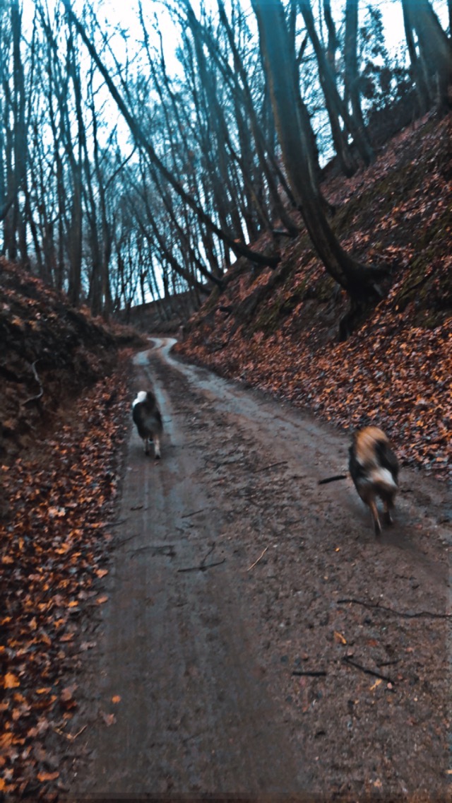 Dwa psy biegną polną drogą w jesiennym lesie, jeden z nich trzyma w pysku patyk.