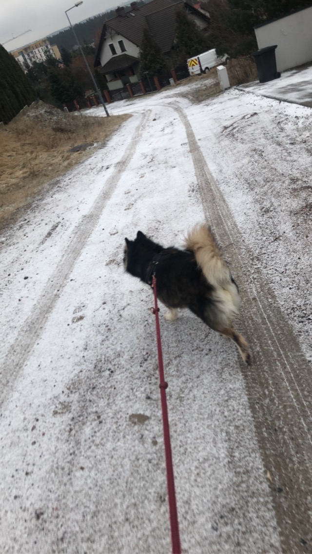 Pies rasy Alaskan Malamute na smyczy, biegnący po ośnieżonej drodze wiejskiej w kierunku zabudowań.