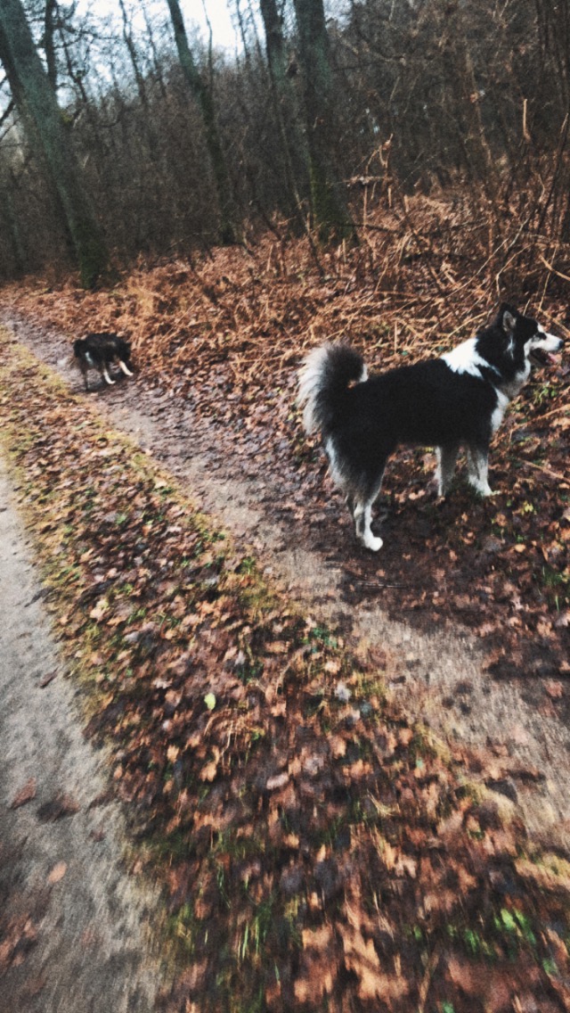 Dwa psy na leśnej ścieżce usłanej brązowymi liśćmi, jeden stoi bliżej, drugi dalej, w tle drzewa.