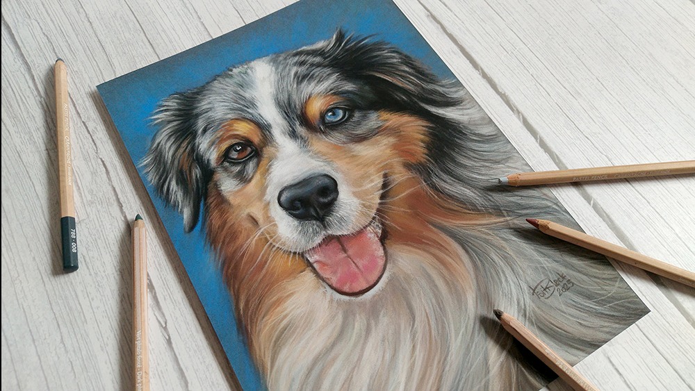 Ręcznie rysowany portret psa rasy owczarek australijski z heterochromią, wykonany pastelami na niebieskim tle, otoczony kredkami na drewnianym blacie.