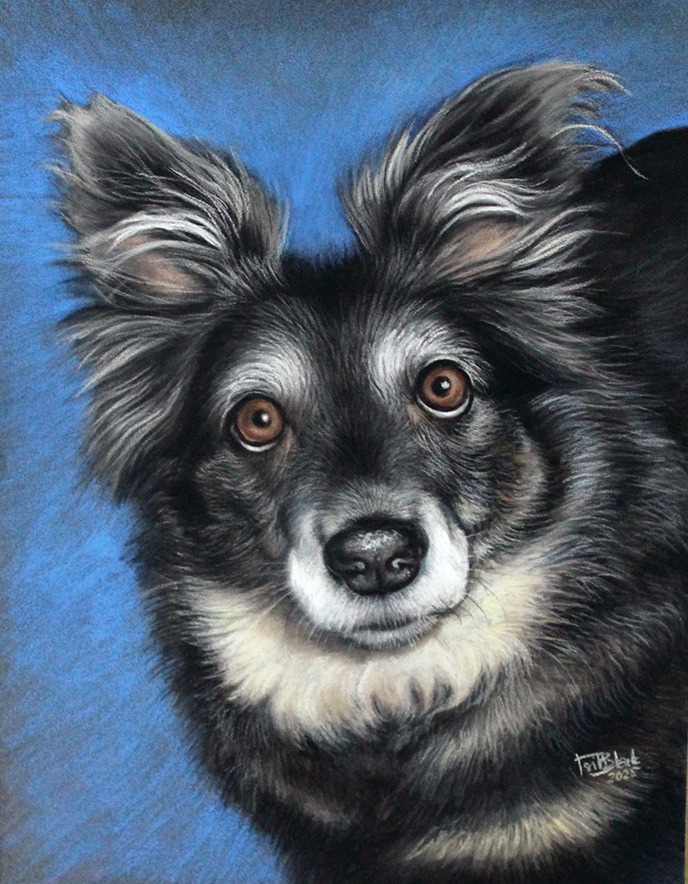 Pastelowy portret psa rasy border collie na błękitnym tle, z widocznymi detalami sierści i brązowymi oczami. Sygnatura artysty w prawym dolnym rogu.