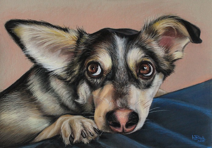 Pastelowy portret psa z dużymi, brązowymi oczami, oparty na niebieskiej poduszce. Wykonany w Częstochowie, z dbałością o detale sierści i wyraz pyska.