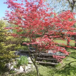 Oczko wodne z drewnianym mostkiem i kaskadą, otoczone roślinnością, w centrum japoński klon o czerwonych liściach.