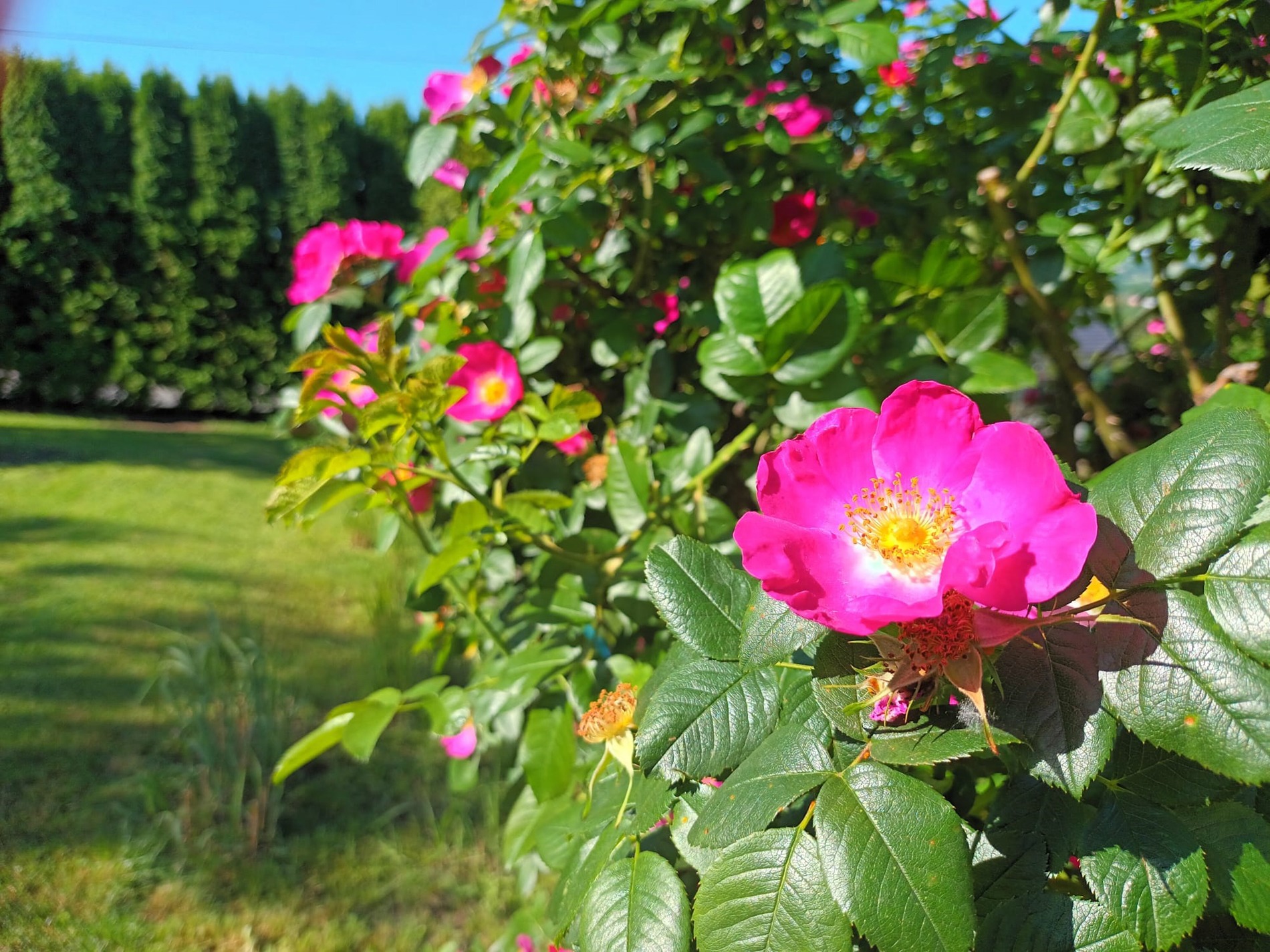 Krzew róży dzikiej z intensywnie różowymi kwiatami na tle zielonego trawnika i żywopłotu z tui.