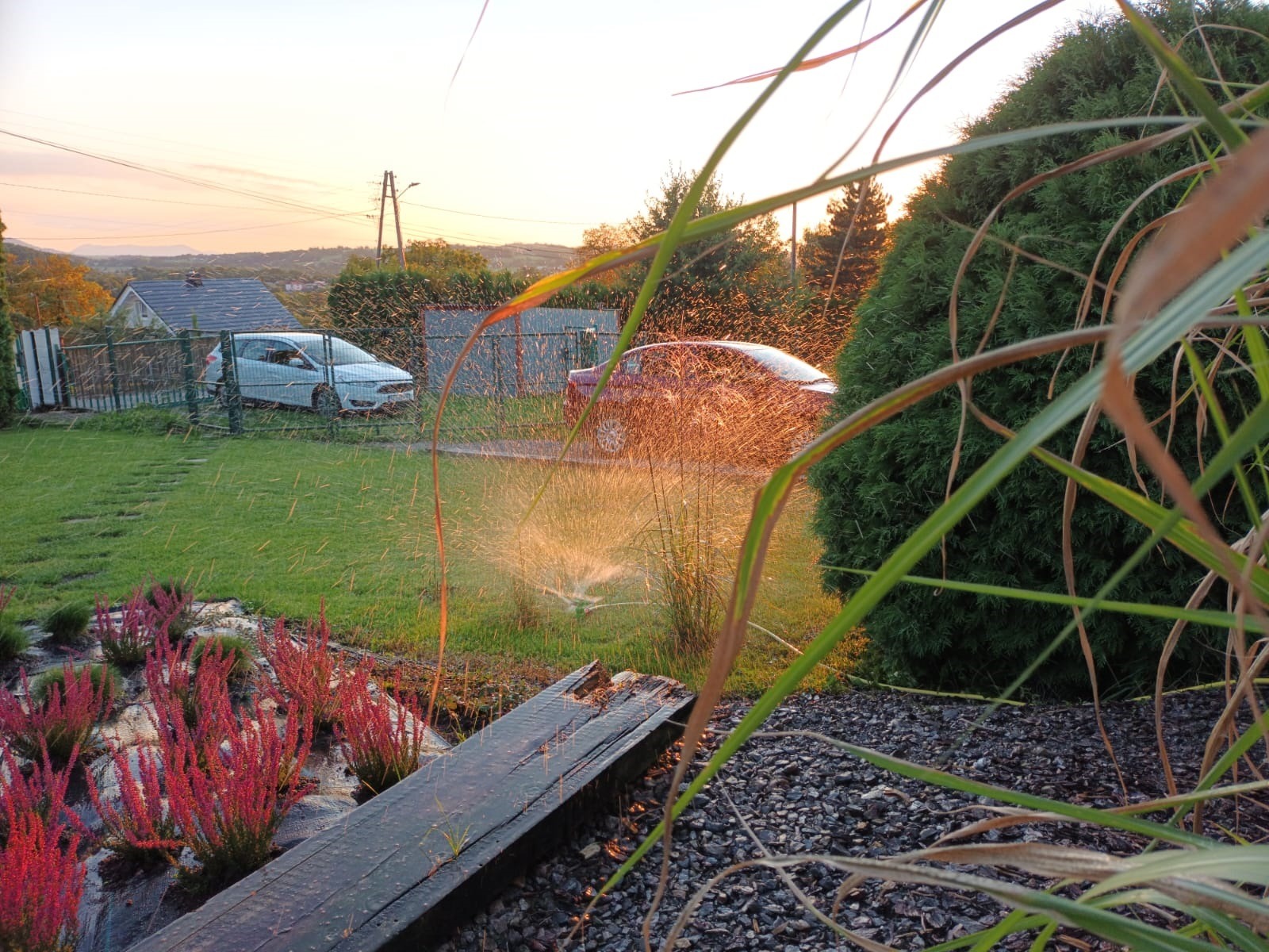 Automatyczny system nawadniania trawnika z widokiem na dom i samochody o zachodzie słońca, z bliska widoczne czerwone wrzosy i dekoracyjna kora.