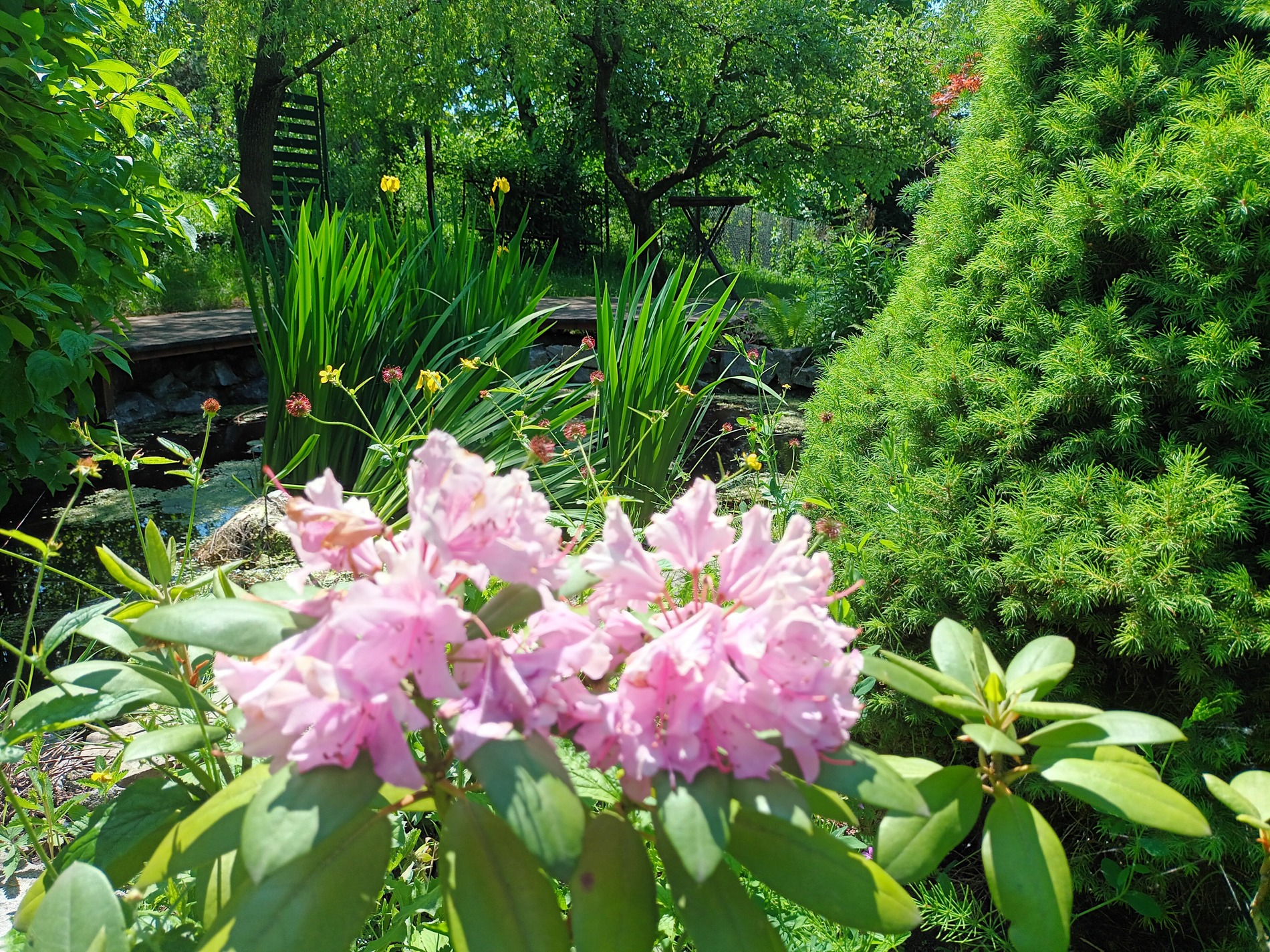 Oczko wodne w ogrodzie z drewnianym mostkiem, otoczone roślinnością, w pierwszym planie kwitnący różanecznik.