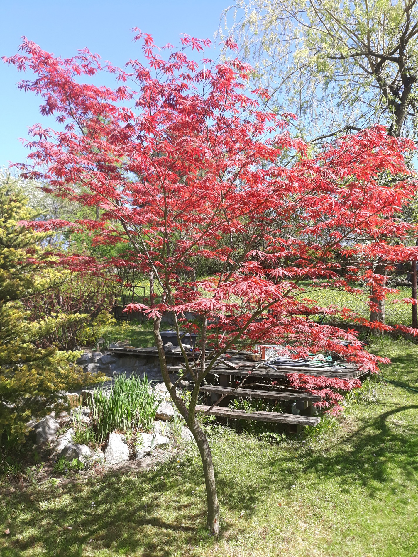 Oczko wodne z drewnianym mostkiem i kaskadą, otoczone roślinnością, w centrum japoński klon o czerwonych liściach.
