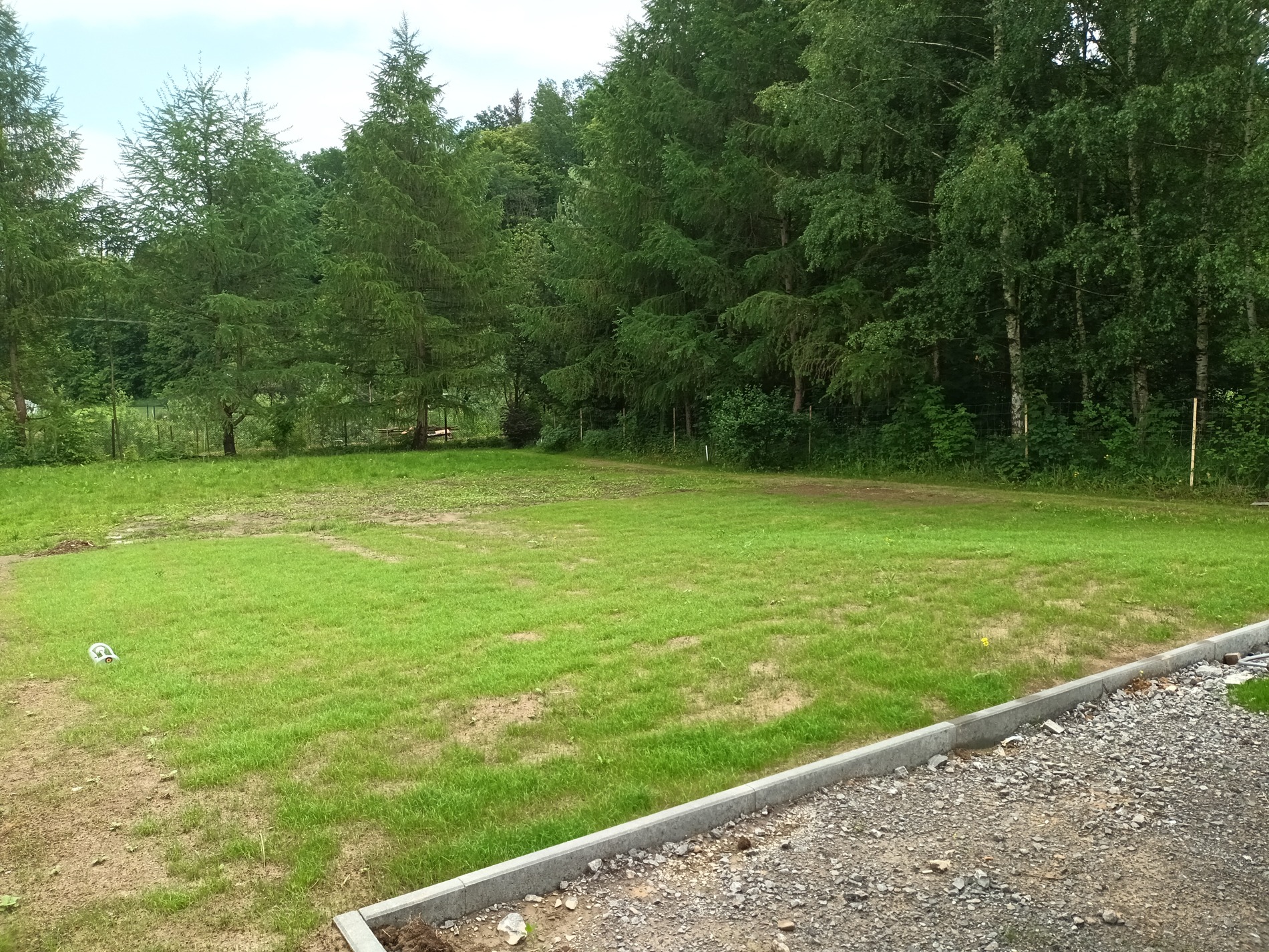 Wzrost po 12 dniach.