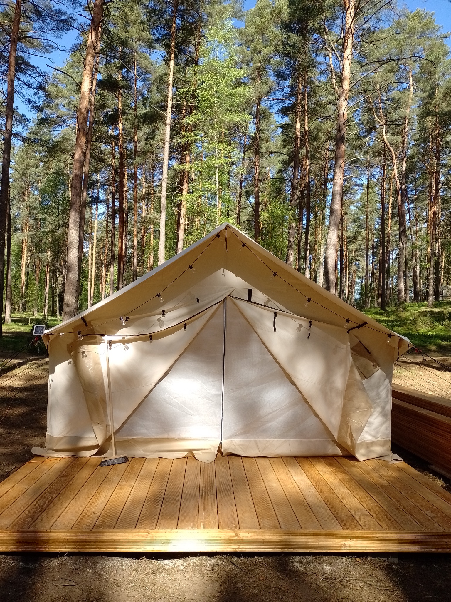 Namiot tipi z jasnego płótna rozstawiony na nowym drewnianym tarasie w sosnowym lesie, oświetlony girlandami żarówek.