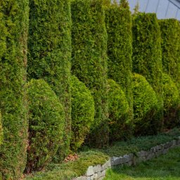 TRZPIOT COMPANY Aleksandra Trzpiot - Szpaler żywotników po naszym cięciu