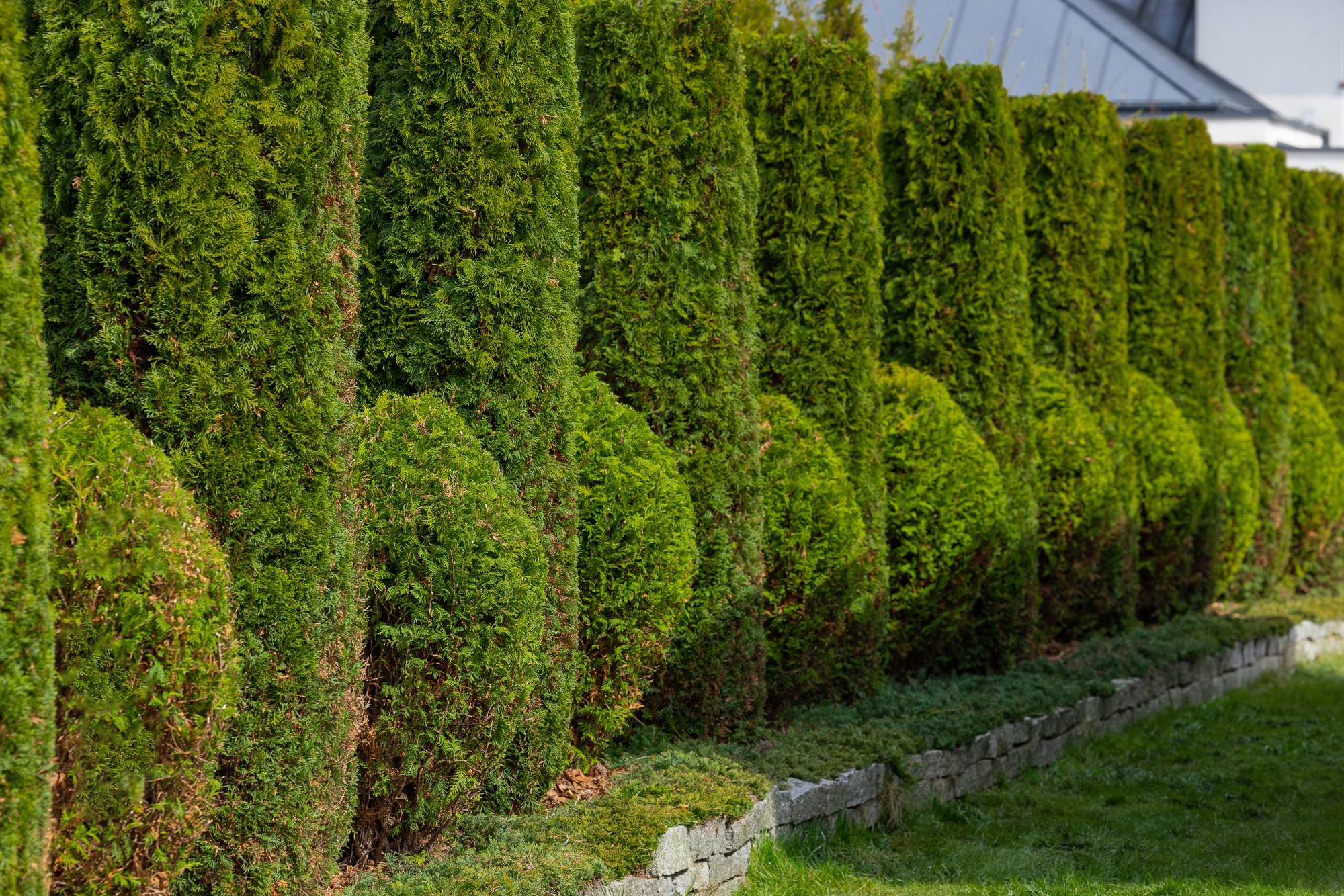 Szpaler żywotników po naszym cięciu