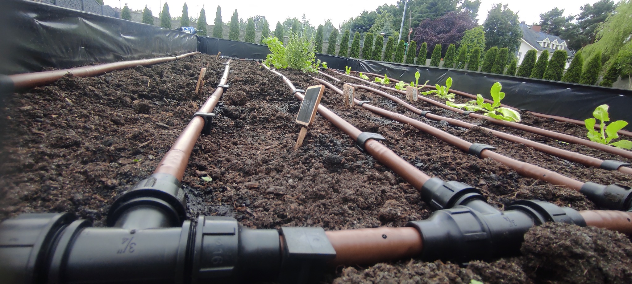 Nisko położony system nawadniania kropelkowego z brązowych rurek zainstalowany w podwyższonej grządce z czarną wyściółką, z młodymi roślinami i tabliczkami z nazwami, w tle rząd tuj i dom.