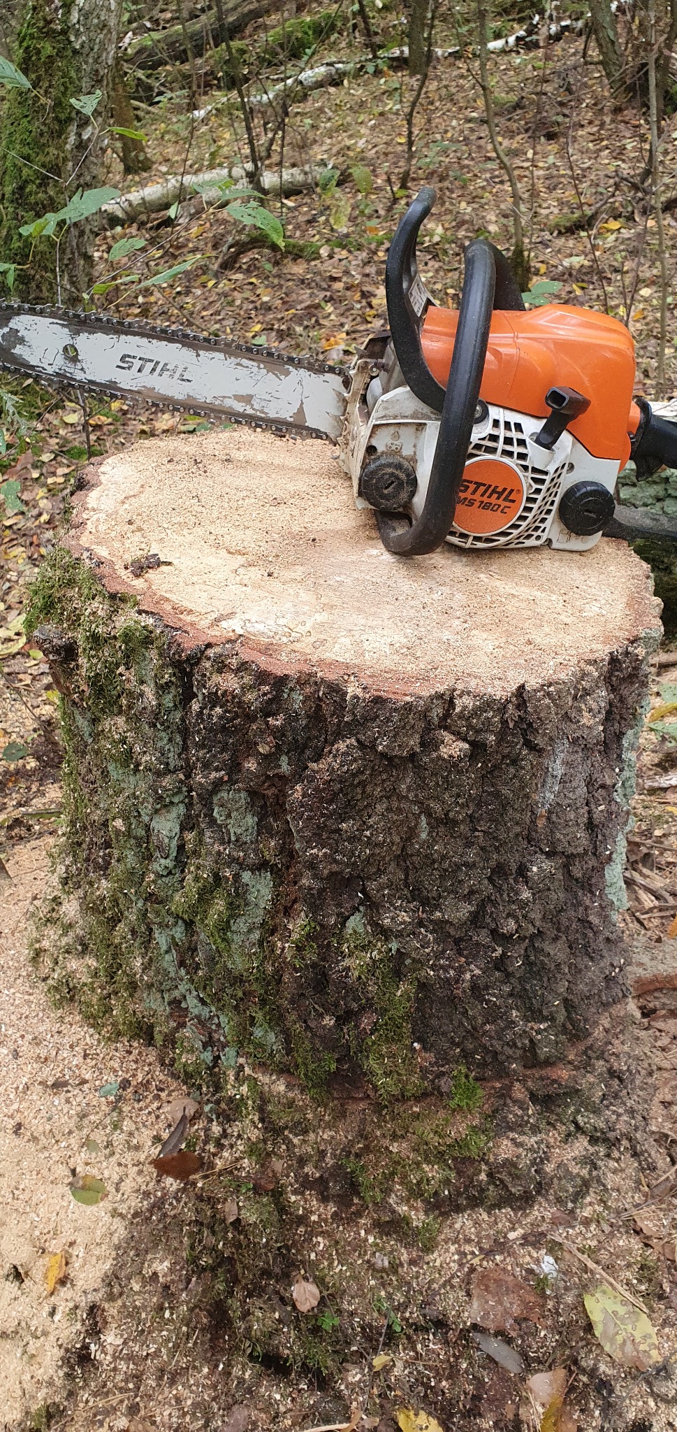 Świeżo ścięty pień drzewa z mchem na korze i leżącą na nim pilarką spalinową Stihl MS 180 C, otoczenie leśne.