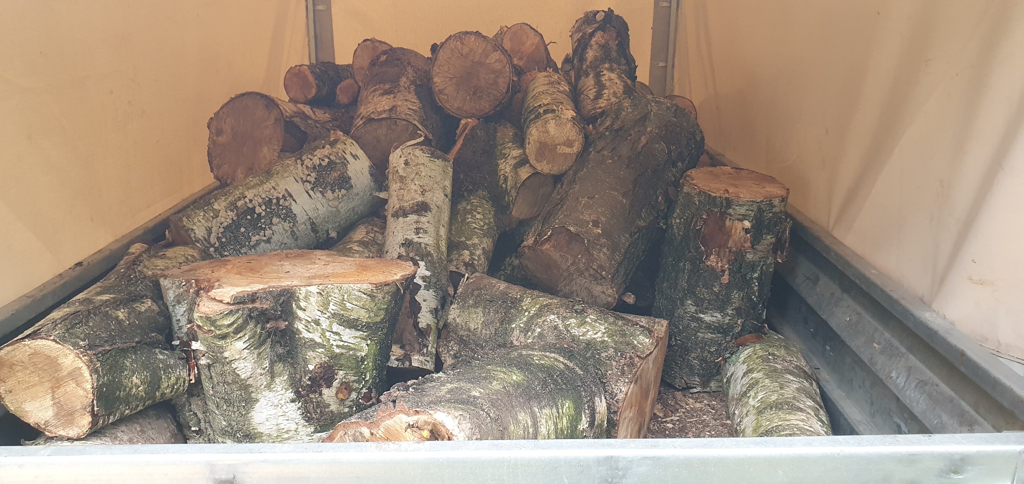 Kłody drewna kominkowego z brzozy, ułożone w metalowej skrzyni transportowej z widocznymi śladami wilgoci i porostów na korze.