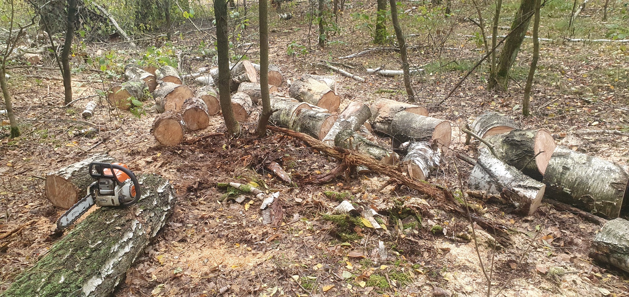 Stos pociętych pni brzozy w lesie, obok leży piła spalinowa Stihl, wióry po cięciu.