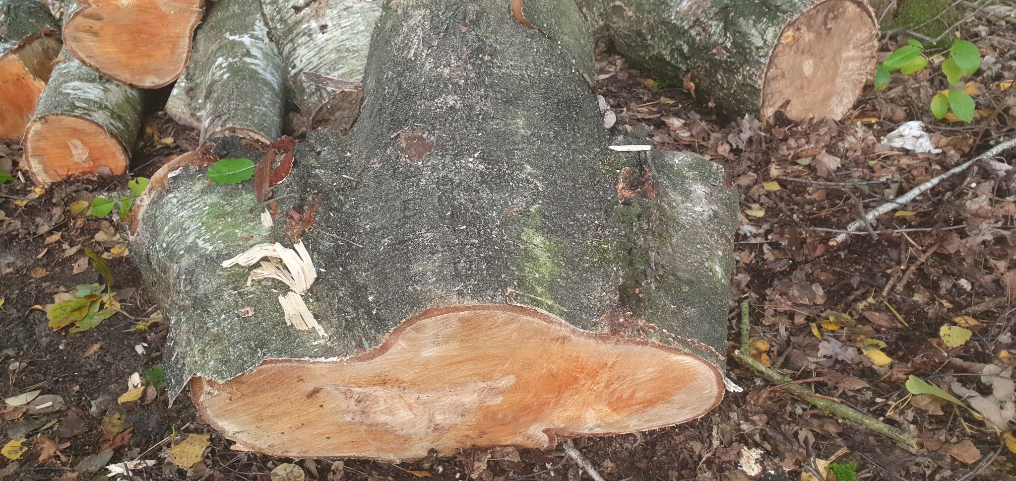 Świeżo ścięte, pocięte na kawałki drewno brzozowe leżące na ziemi w lesie, widoczne ślady po cięciu piłą.