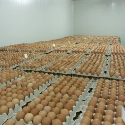 Magazyn pełen wytłaczanek z jasnobrązową zawartością, ułożonych warstwami w chłodni z białymi ścianami.