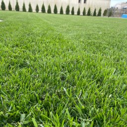 Zielony Ogródek Rafał Szmelich - Gęsty, zielony trawnik z bliska, z rzędem strzyżonych iglaków i fragmentem niebieskiego basenu w tle.