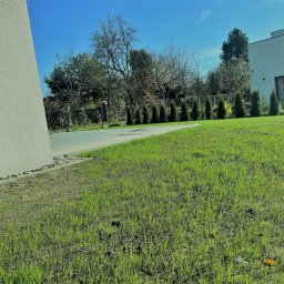 Zielony Ogródek Rafał Szmelich - Świeżo zasiana trawa na posesji z nowoczesnym domem w tle, widoczne młode źdźbła trawy i linia małych kamieni oddzielająca trawnik od budynku.