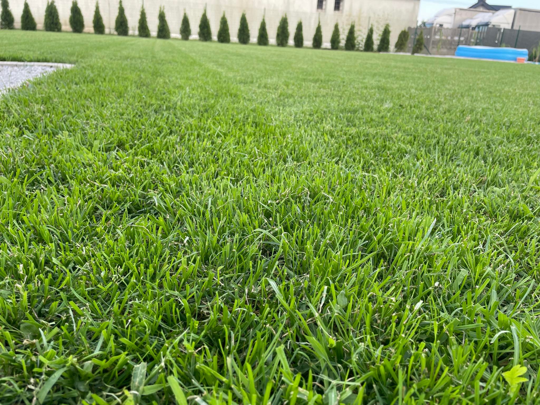 Gęsty, zielony trawnik z bliska, z rzędem strzyżonych iglaków i fragmentem niebieskiego basenu w tle.