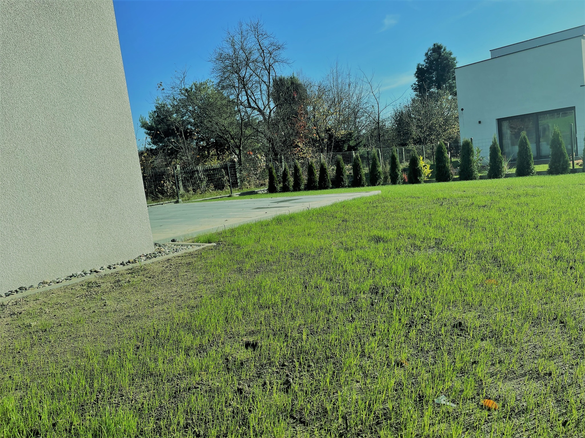 Świeżo zasiana trawa na posesji z nowoczesnym domem w tle, widoczne młode źdźbła trawy i linia małych kamieni oddzielająca trawnik od budynku.