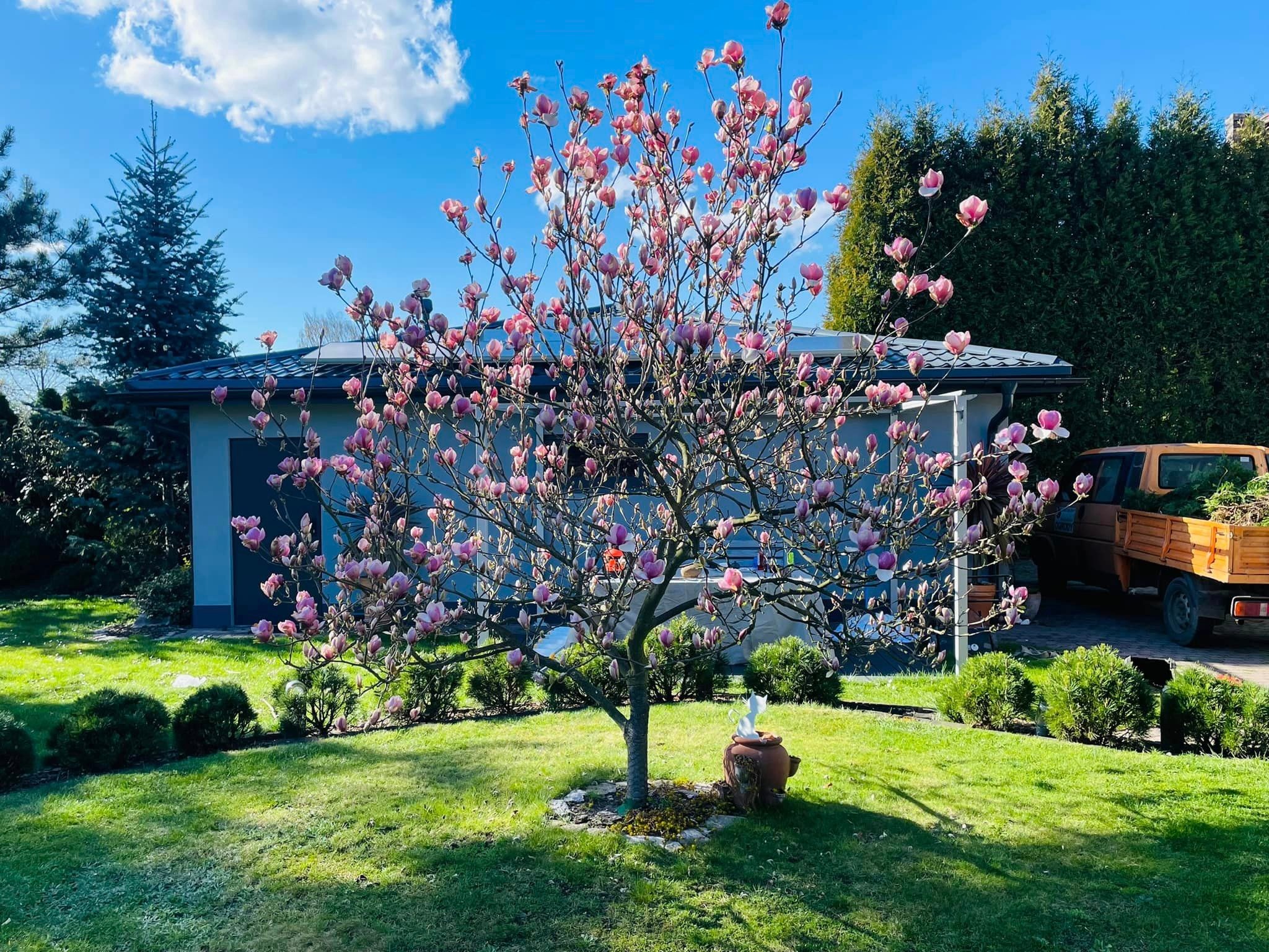 Kwitnąca magnolia z różowymi kwiatami w przydomowym ogrodzie, w tle budynek mieszkalny i błękitne niebo z chmurami.