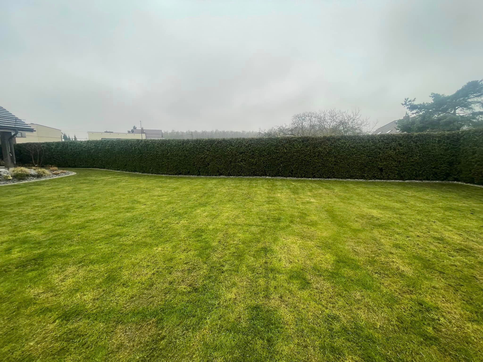 Zadbany trawnik z równo przyciętym żywopłotem z tui na tle pochmurnego nieba i zabudowań.