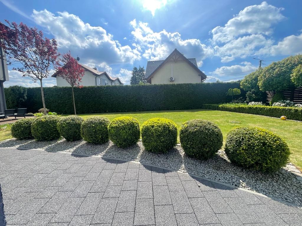 Równy trawnik z rzędem kulistych krzewów, obok szarej kostki brukowej i białego żwiru, w tle wysoki żywopłot i zabudowa jednorodzinna pod błękitnym niebem z chmurami.