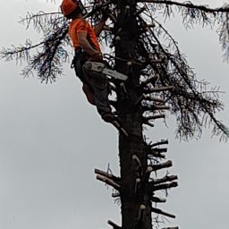 Pielęgnacja ogrodów Wyry 2