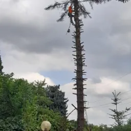 Pracownik w pomarańczowej odzieży ochronnej, zabezpieczony linami, przycina gałęzie wysokiego drzewa za pomocą piły łańcuchowej. Pień drzewa ma widoczne ślady po wcześniejszych cięciach. W tle...