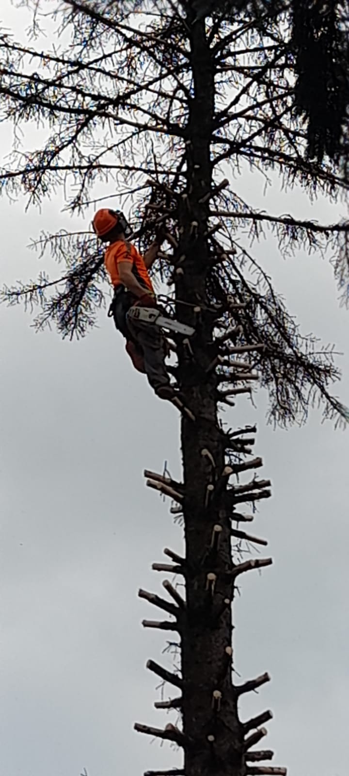 Arborysta w pomarańczowej koszulce i kasku, z piłą spalinową, zabezpieczony linami, przycina gałęzie wysokiego drzewa iglastego, pozostawiając krótkie kikuty.