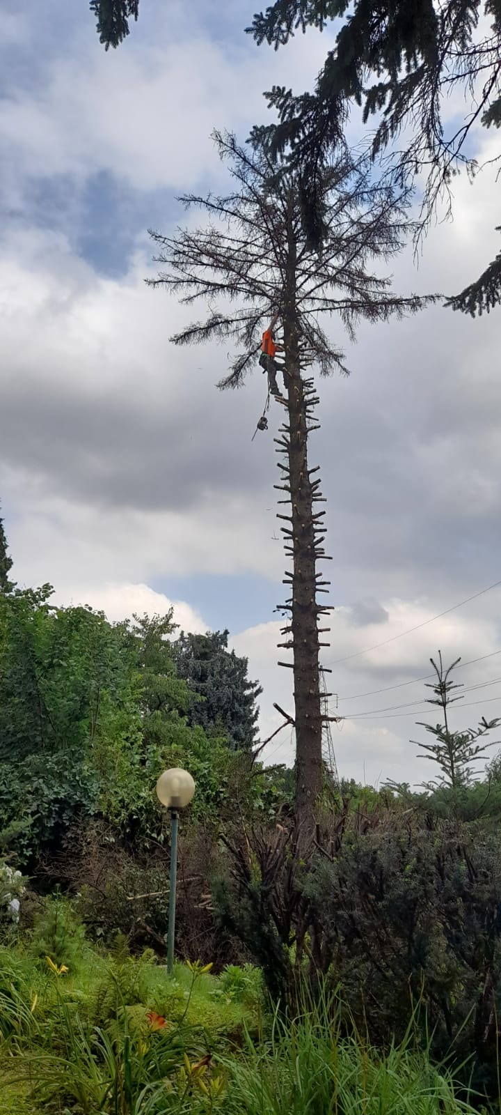 Pracownik w pomarańczowej odzieży ochronnej, zabezpieczony linami, przycina gałęzie wysokiego drzewa za pomocą piły łańcuchowej. Pień drzewa ma widoczne ślady po wcześniejszych cięciach. W tle...
