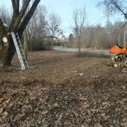 Cięcie gałęzi drzewa przy użyciu drabiny, z pomarańczowym rębakiem do gałęzi i pociętymi konarami w tle.