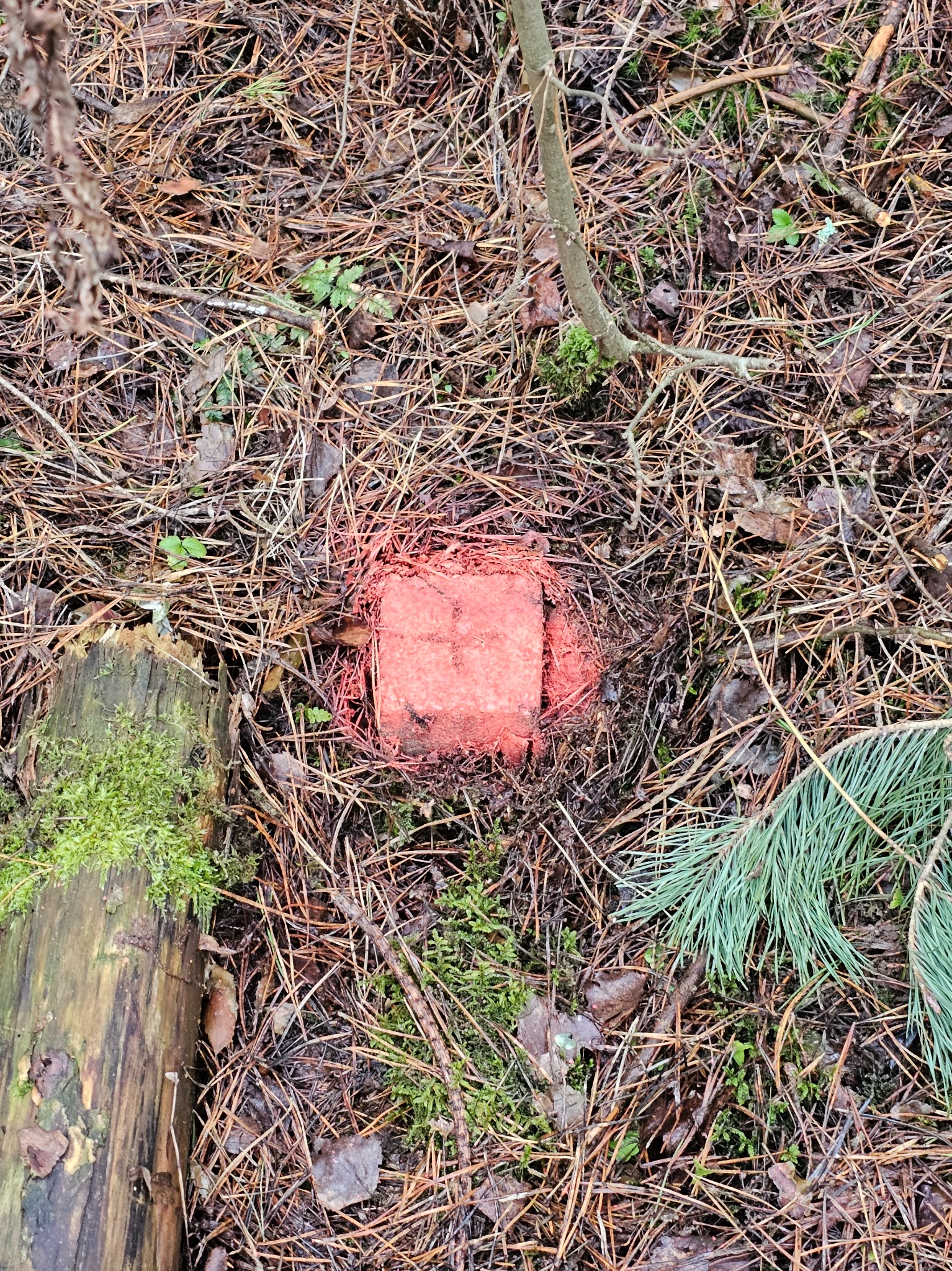 Czerwony palik geodezyjny w leśnym poszyciu z igliwia i mchu, wyznaczający punkt pomiarowy. Widoczny fragment pnia z mchem i gałązka sosny.