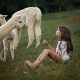 Sesje ciążowe Rzeszów - Monika Paradysz - Dziewczynka siedząca na trawie, spoglądająca na stado alpak w tle, z delikatnym uśmiechem na twarzy, ubrana w białą koronkową bluzkę.