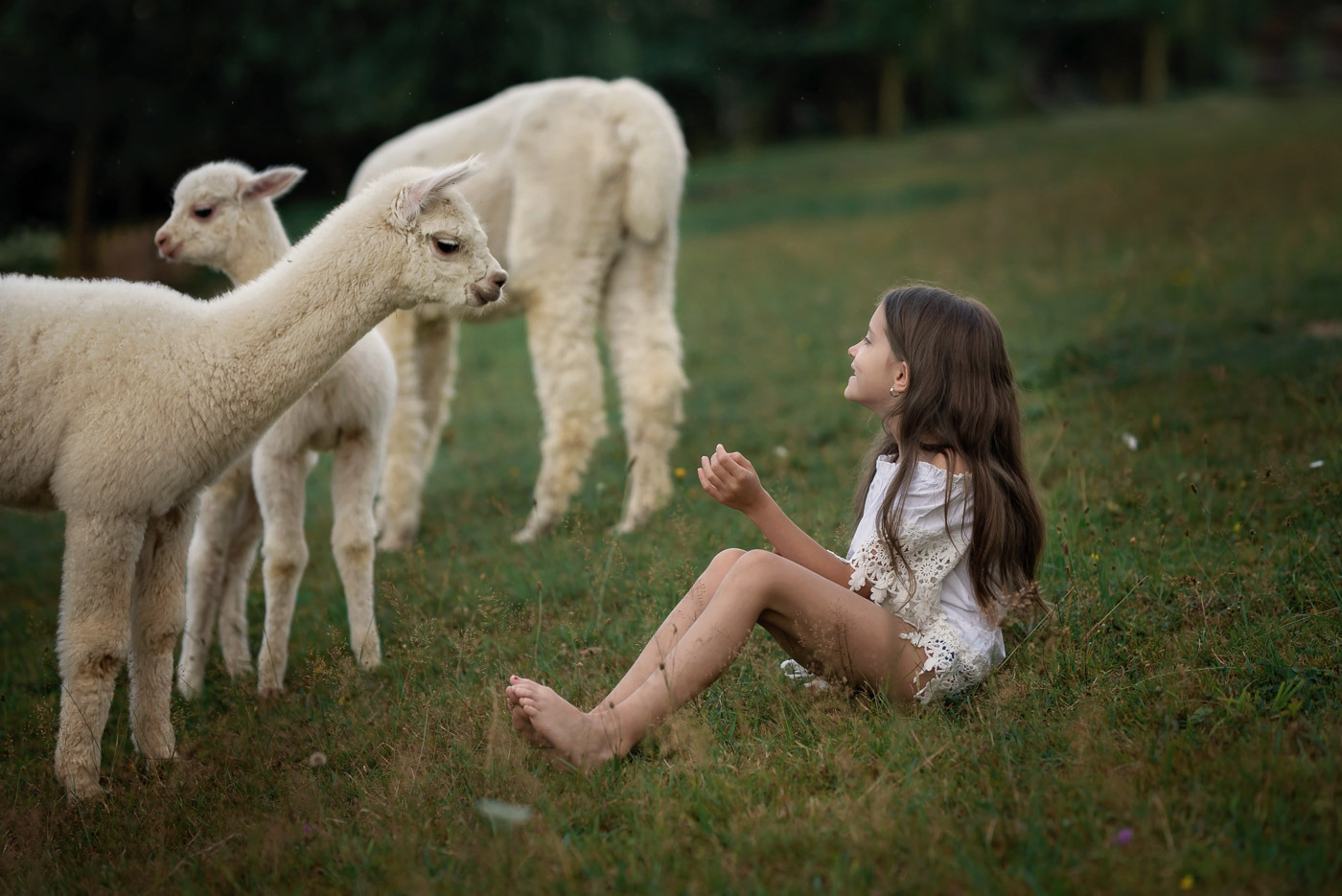 Dziewczynka siedząca na trawie, spoglądająca na stado alpak w tle, z delikatnym uśmiechem na twarzy, ubrana w białą koronkową bluzkę.