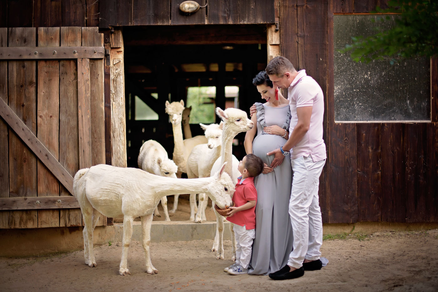 Ciężarna kobieta w szarej sukience, mężczyzna i chłopiec karmiący alpakę w zagrodzie, drewniana stodoła w tle.