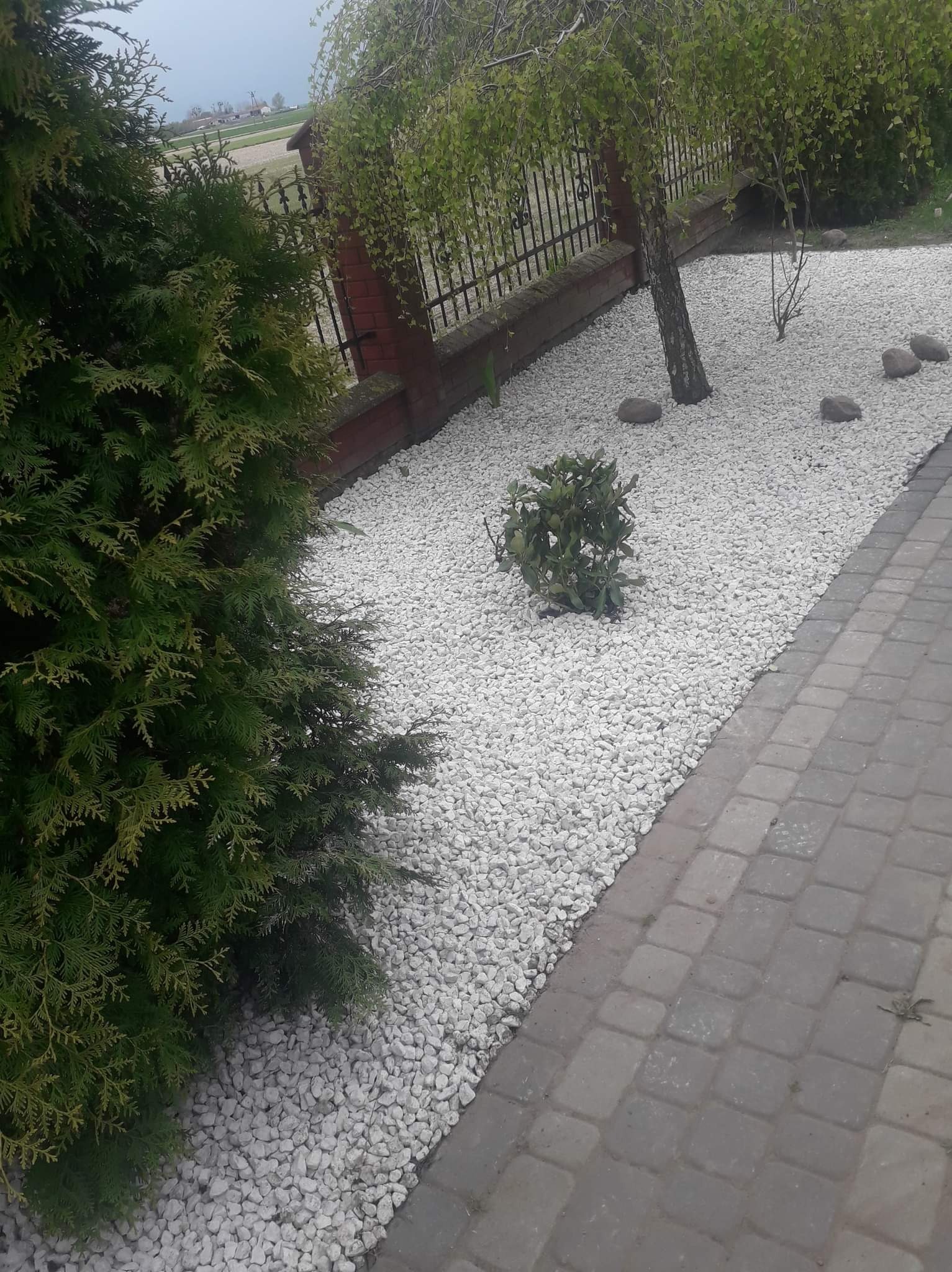 Ogród w Oostvoorne z białym żwirem, obrzeżem z kostki brukowej, tujami i brzozą wzdłuż ceglanego murku z metalowym ogrodzeniem.