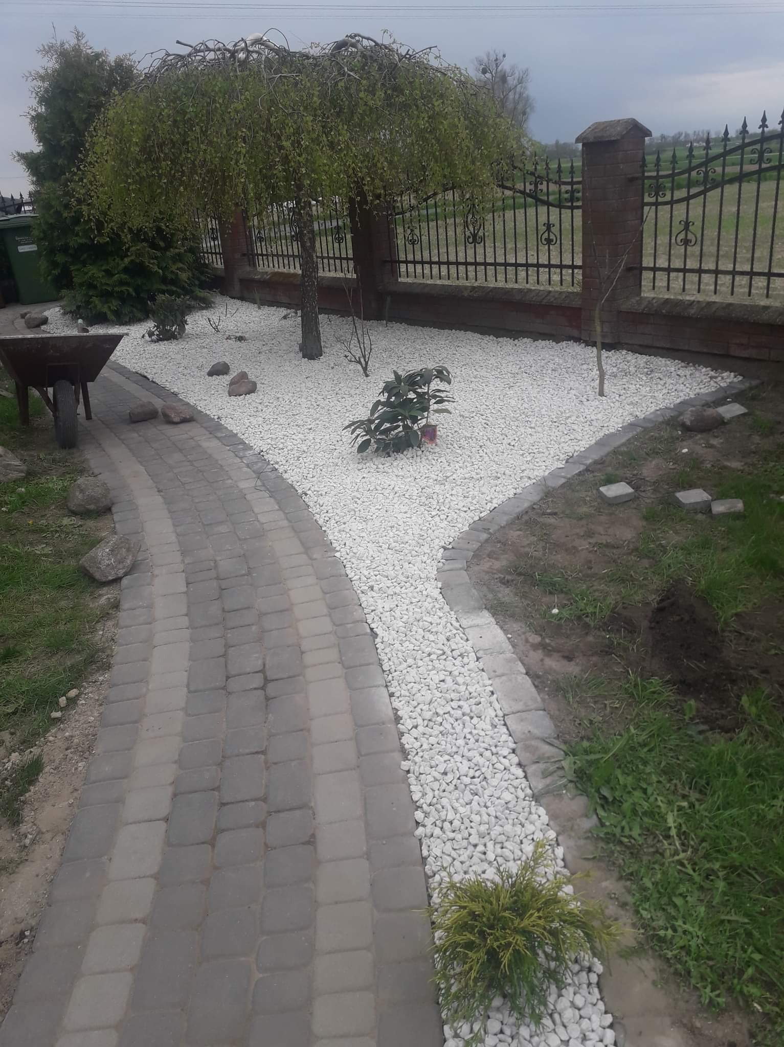 Ogród z ścieżką z kostki brukowej i rabatami wysypanymi białym kamieniem, drzewo płaczące w centrum rabaty, ogrodzenie z kutego żelaza w tle.