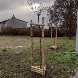 Sadzenie drzew i krzewów Sosnowiec